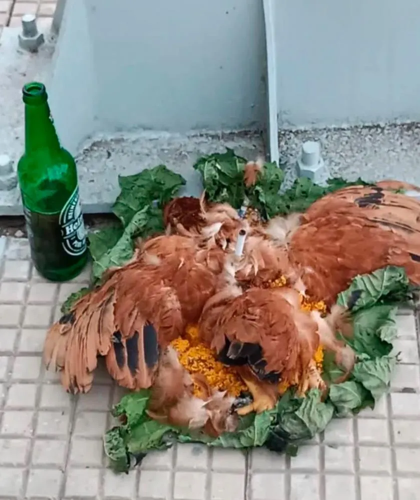 Cena incomum intriga moradores de Barras com galinhas mortas e oferendas em frente a bancos